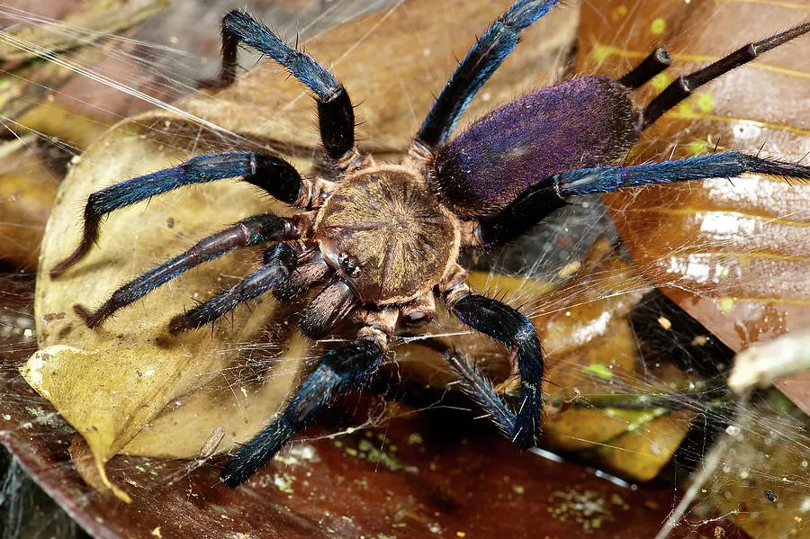 20560 andalusian funnel web tarantula hunting
