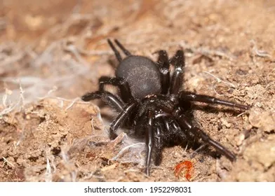 20560 andalusian funnel web tarantula size