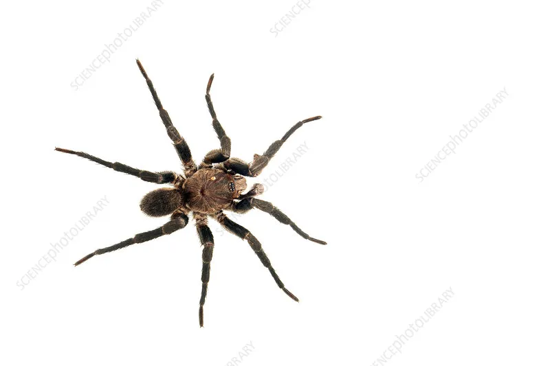 20560 andalusian funnel web tarantula spiderweb