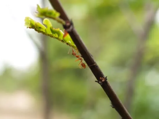 20561 ant infestation