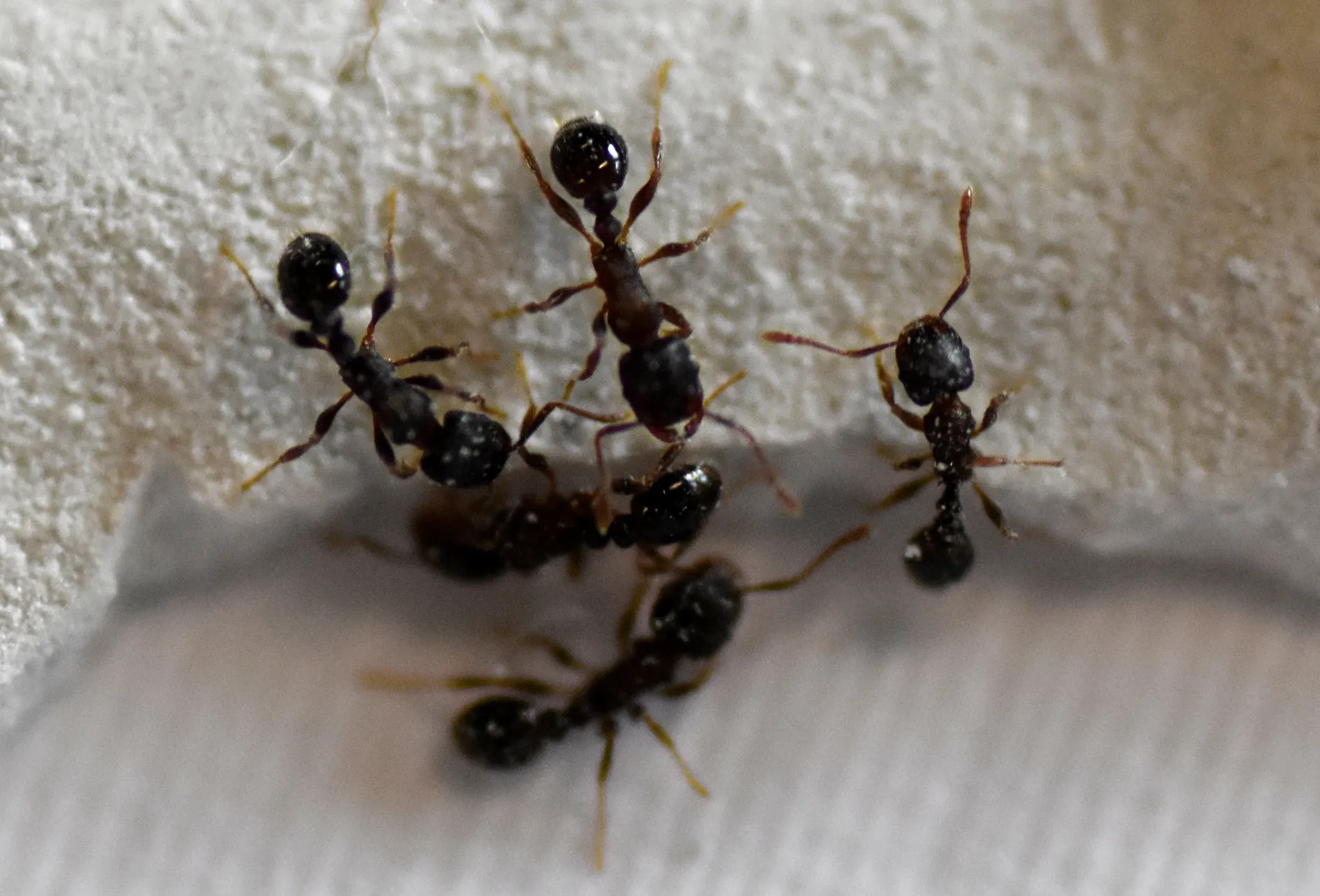 20561 ant repellent