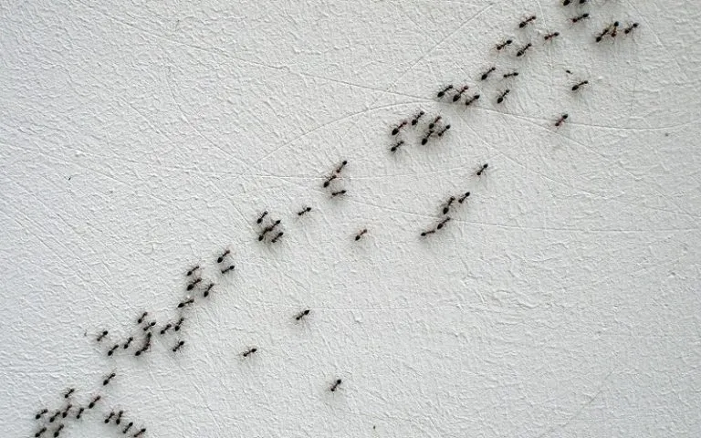 20561 ant species