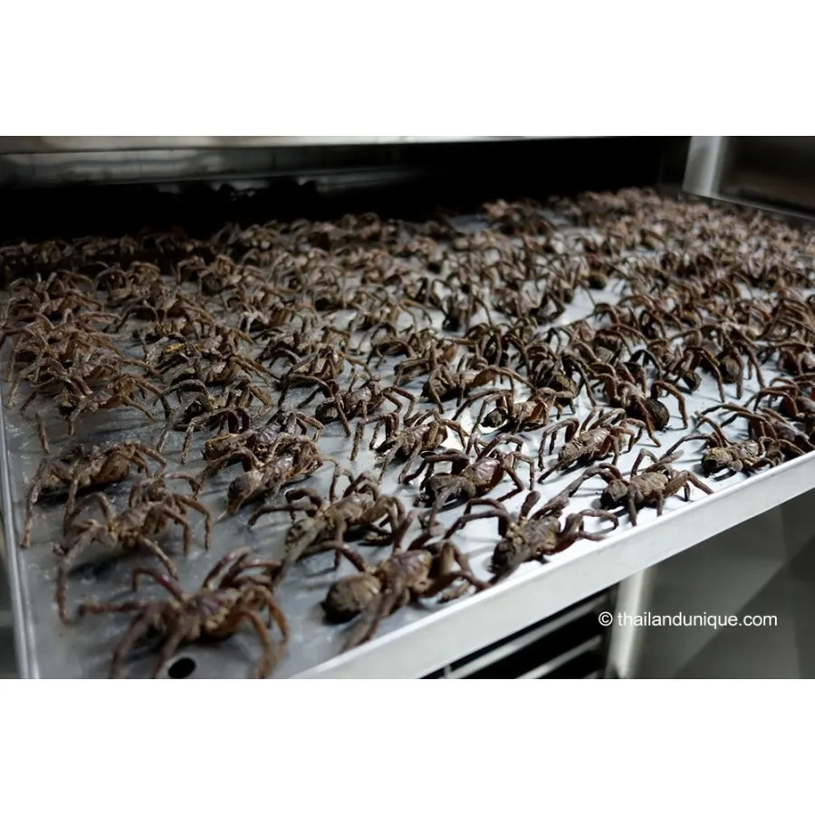 /img/20562-tarantula-nutrition.webp