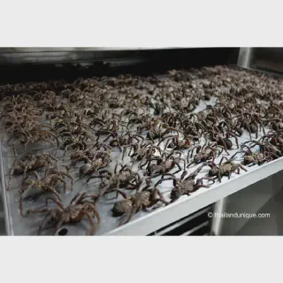 /img/20562-tarantula-nutrition.webp