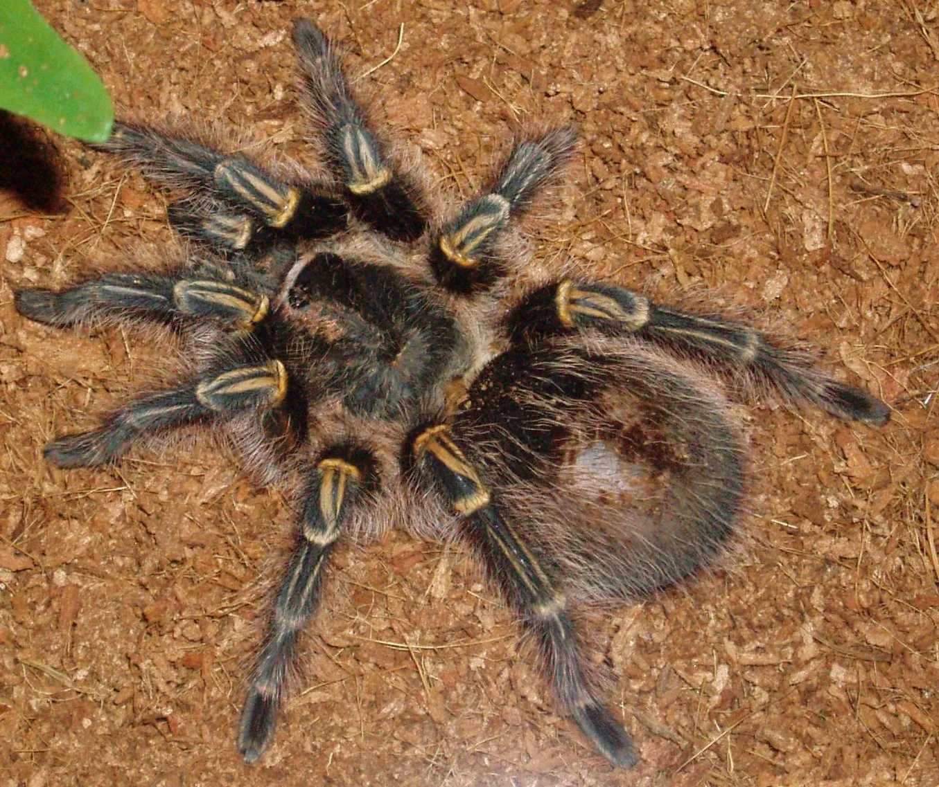 20564 chaco tarantula decor