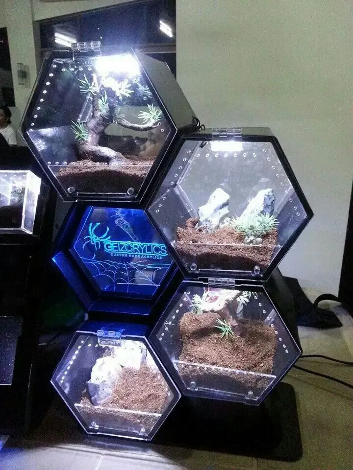 20564 chaco tarantula enclosure choosing