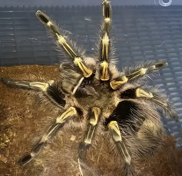 /img/20564-chaco-tarantula-feeding.webp