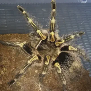 /img/20564-chaco-tarantula-feeding.webp