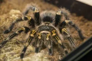 20564 chaco tarantula ventilation