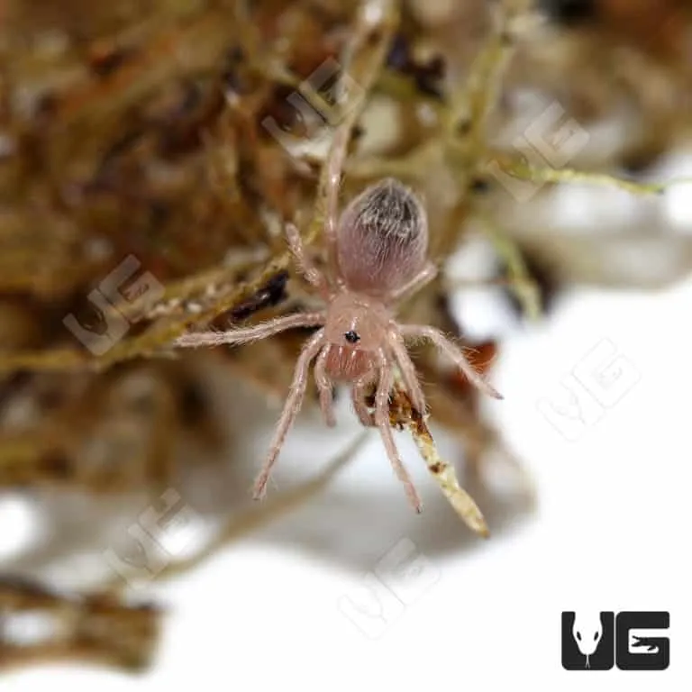 /img/20569-red-bottom-tarantula-conservation.webp