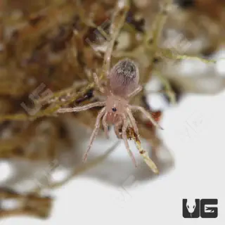 /img/20569-red-bottom-tarantula-conservation.webp