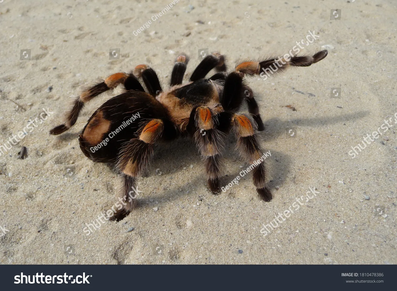 20569 red bottom tarantula defense