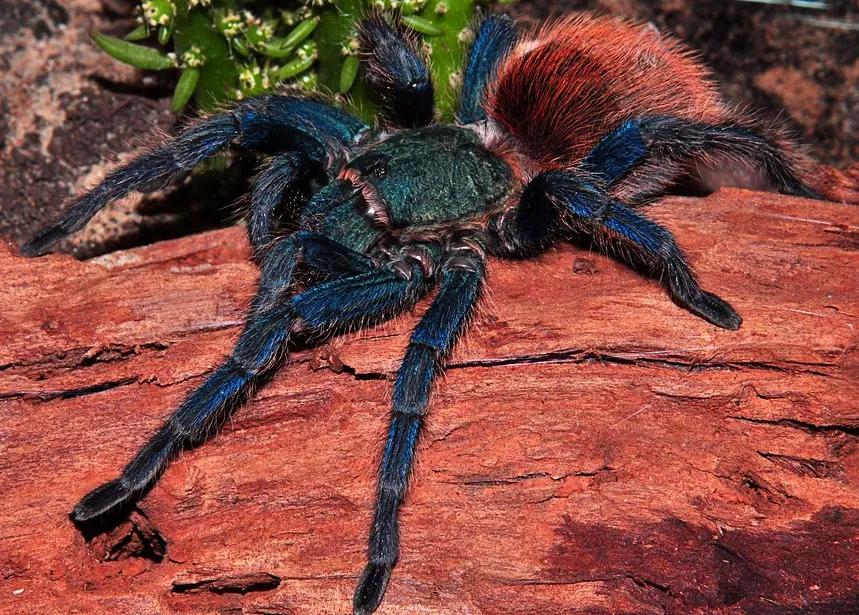 20569 red bottom tarantula feeding
