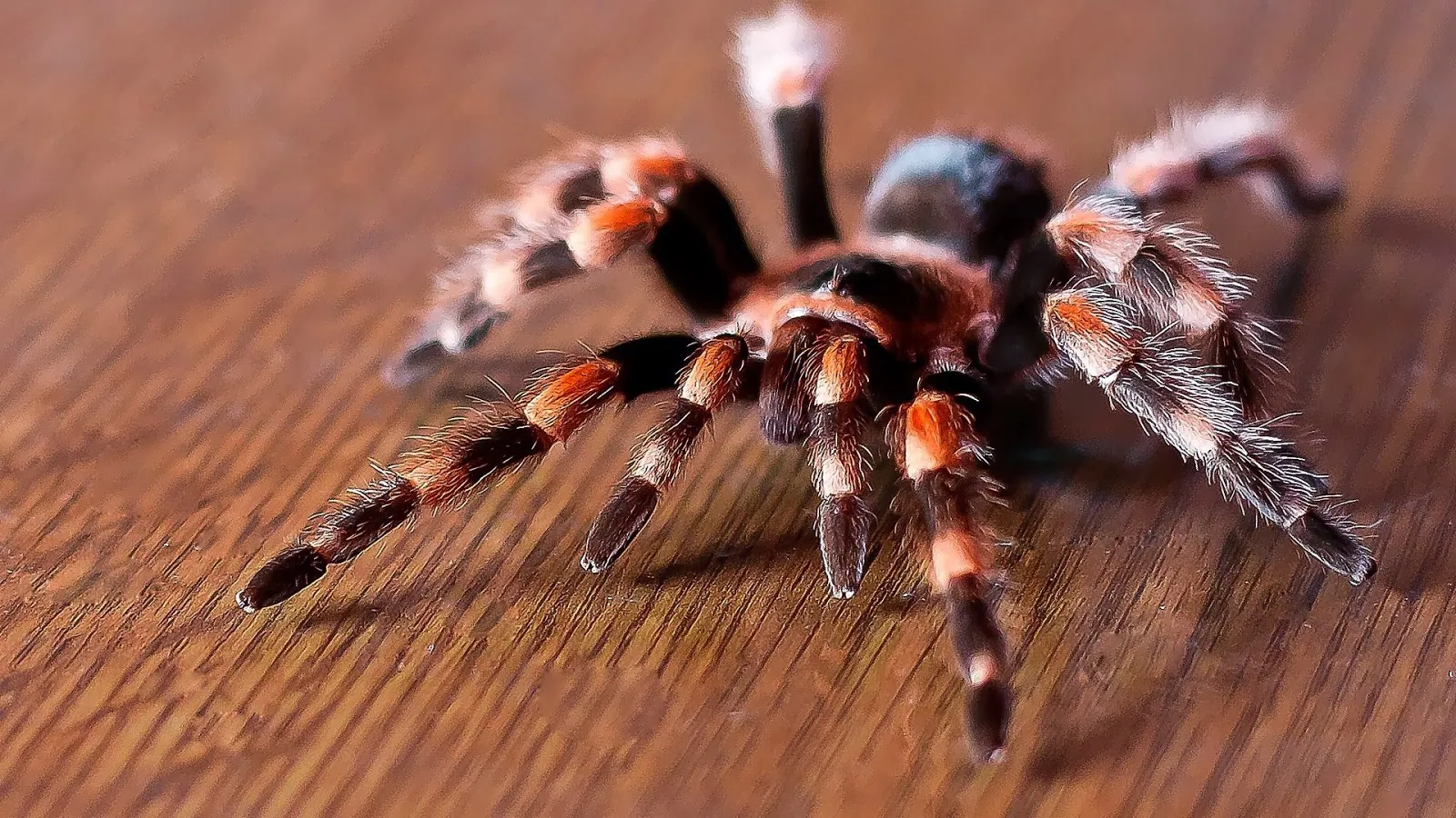 20569 red bottom tarantula habitat