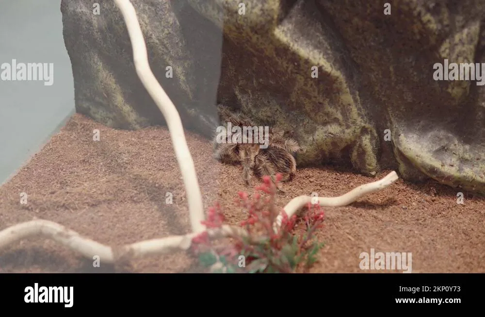 20570 bird eating tarantula enclosure