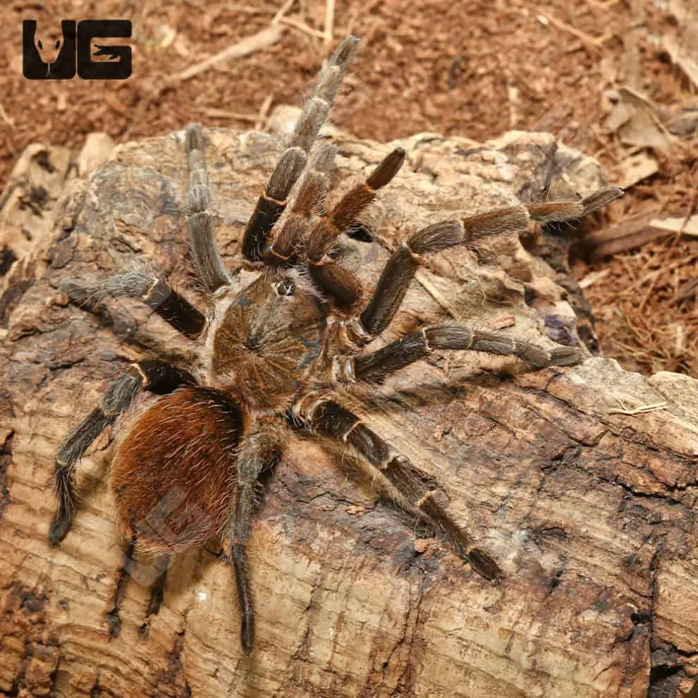 20570 bird eating tarantula morphs