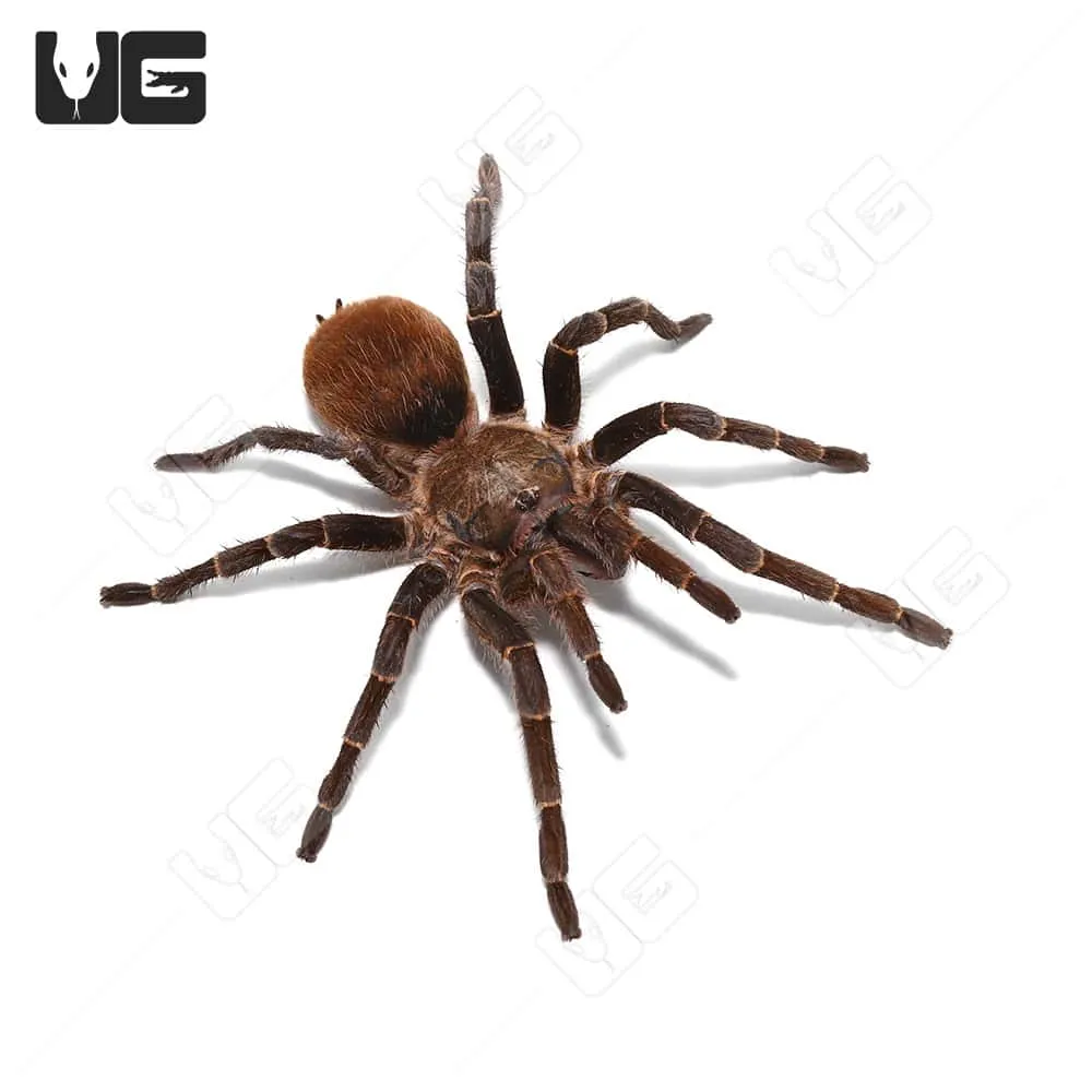 20570 bird eating tarantula overview