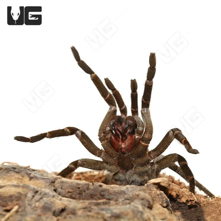 20570 bird eating tarantula size comparison
