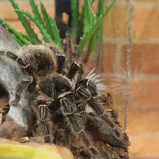 /img/20570-bird-eating-tarantula-substrate.webp