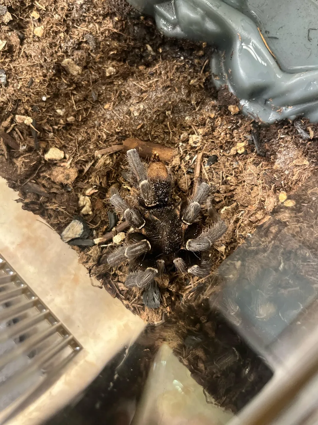 20572 tarantula dying 1