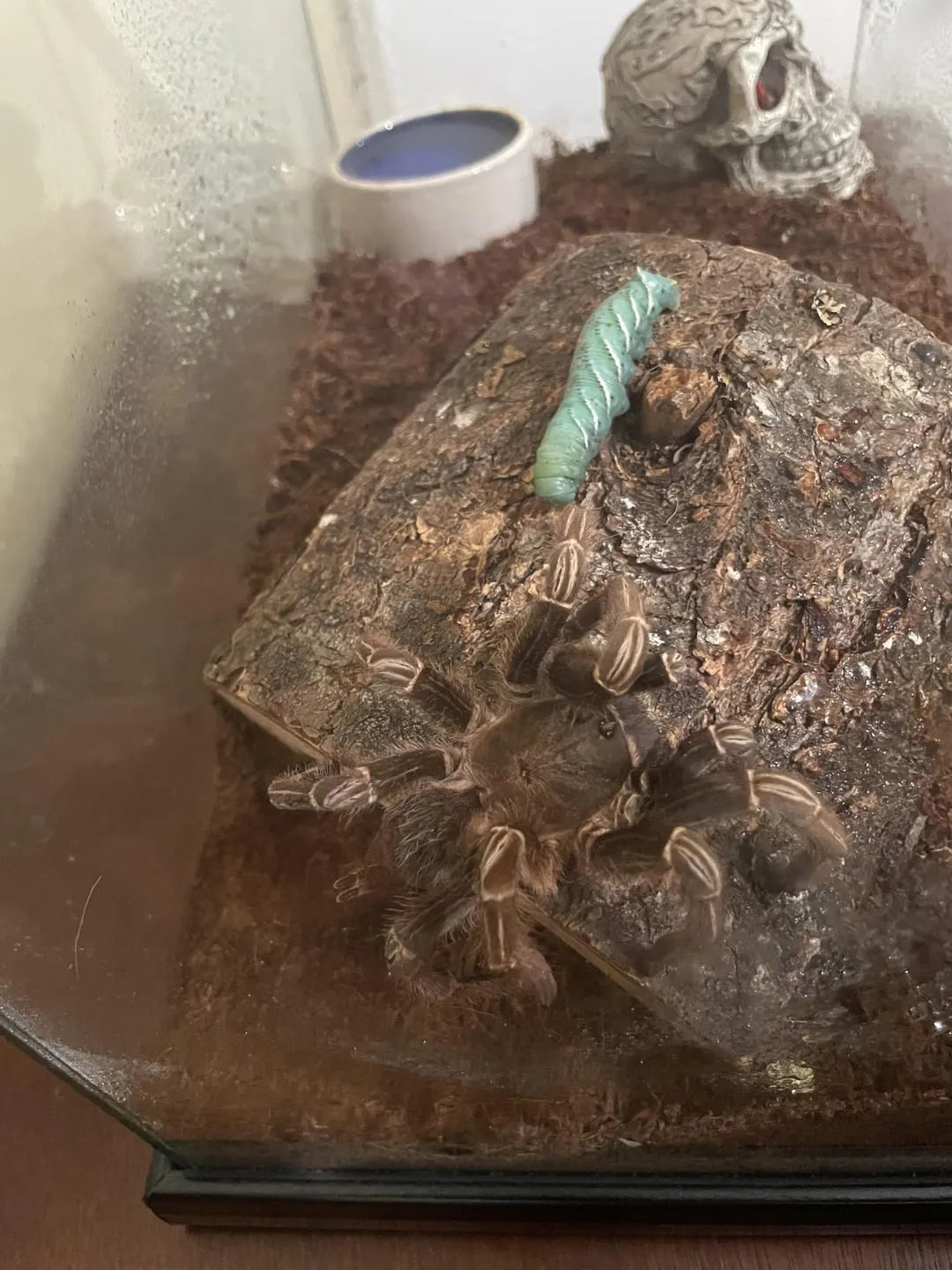 20572 tarantula dying 2