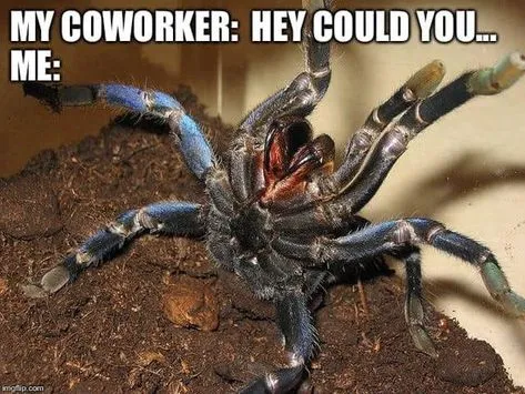 20572 tarantula dying 3