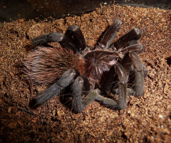 20572 tarantula dying 5