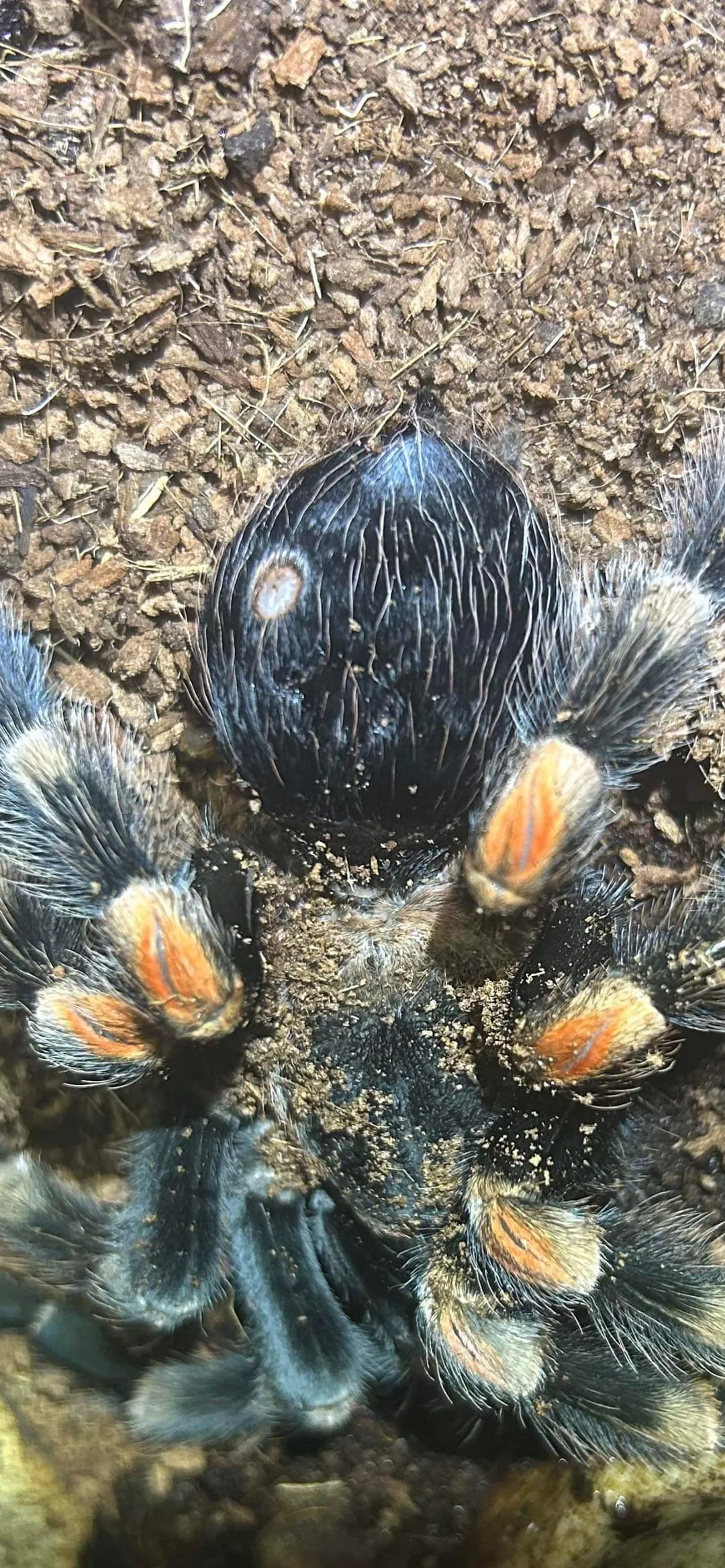 20572 tarantula dying 6
