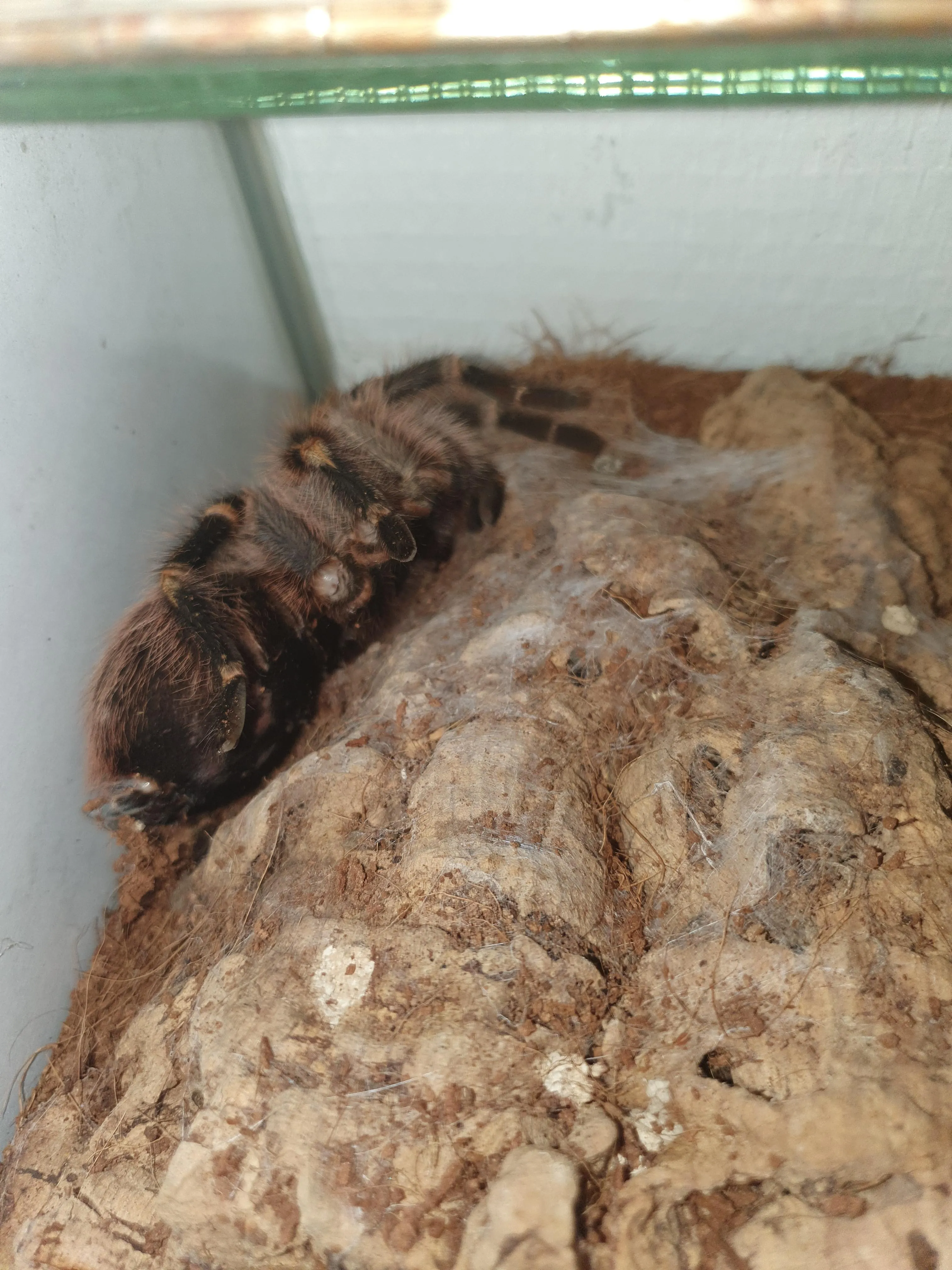 /img/20572-tarantula-dying-7.webp