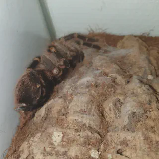/img/20572-tarantula-dying-7.webp