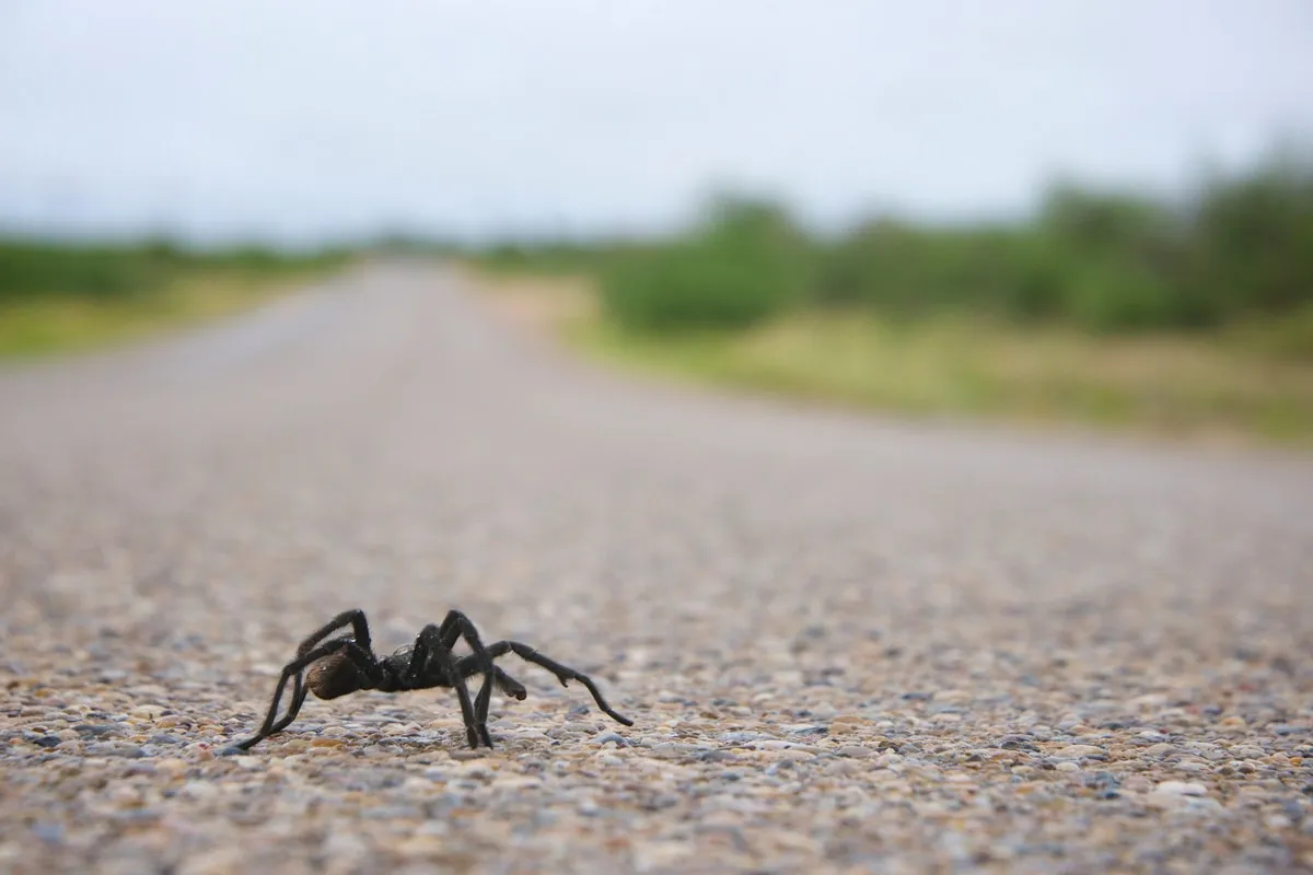 20573 migratory behavior