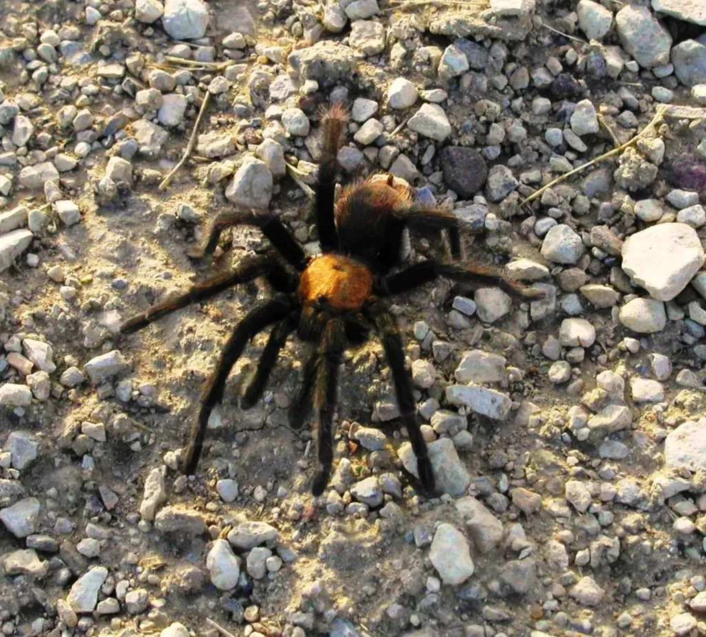 20573 spiderling tarantulas