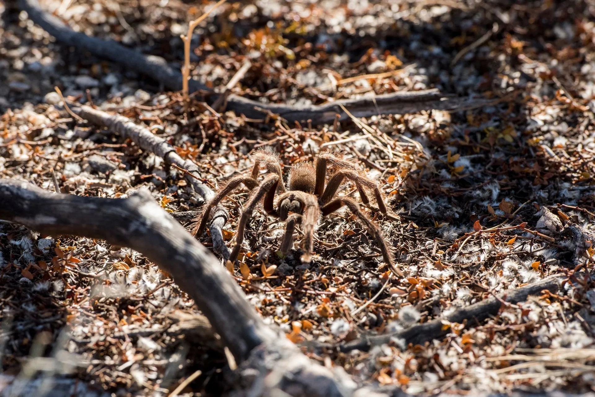 /img/20573-tarantula-cooperative.webp