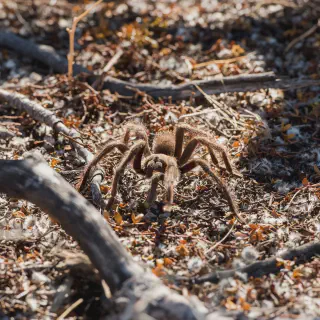/img/20573-tarantula-cooperative.webp