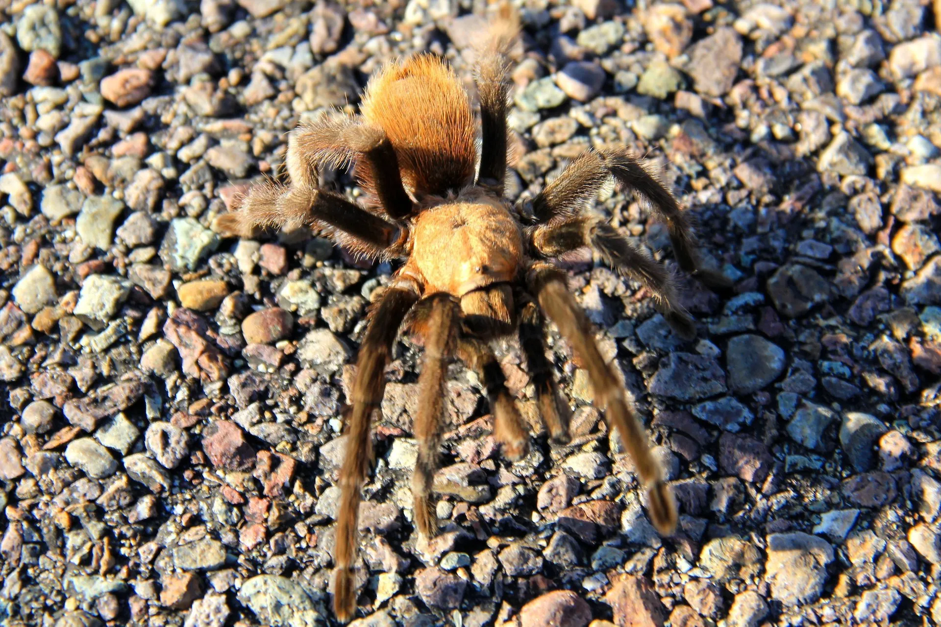 20573 tarantula ecosystem