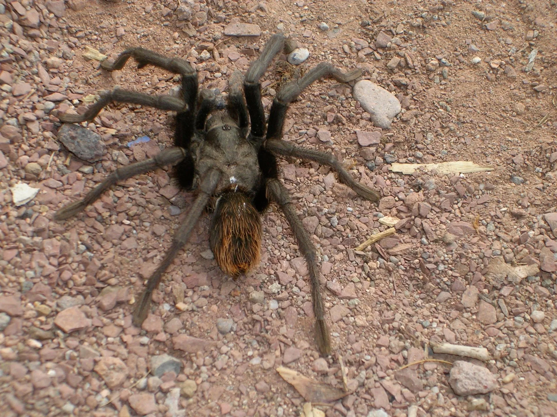 20573 tarantula seasonal