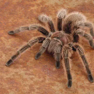 /img/20575-humidity-control-in-tarantula-enclosure.webp