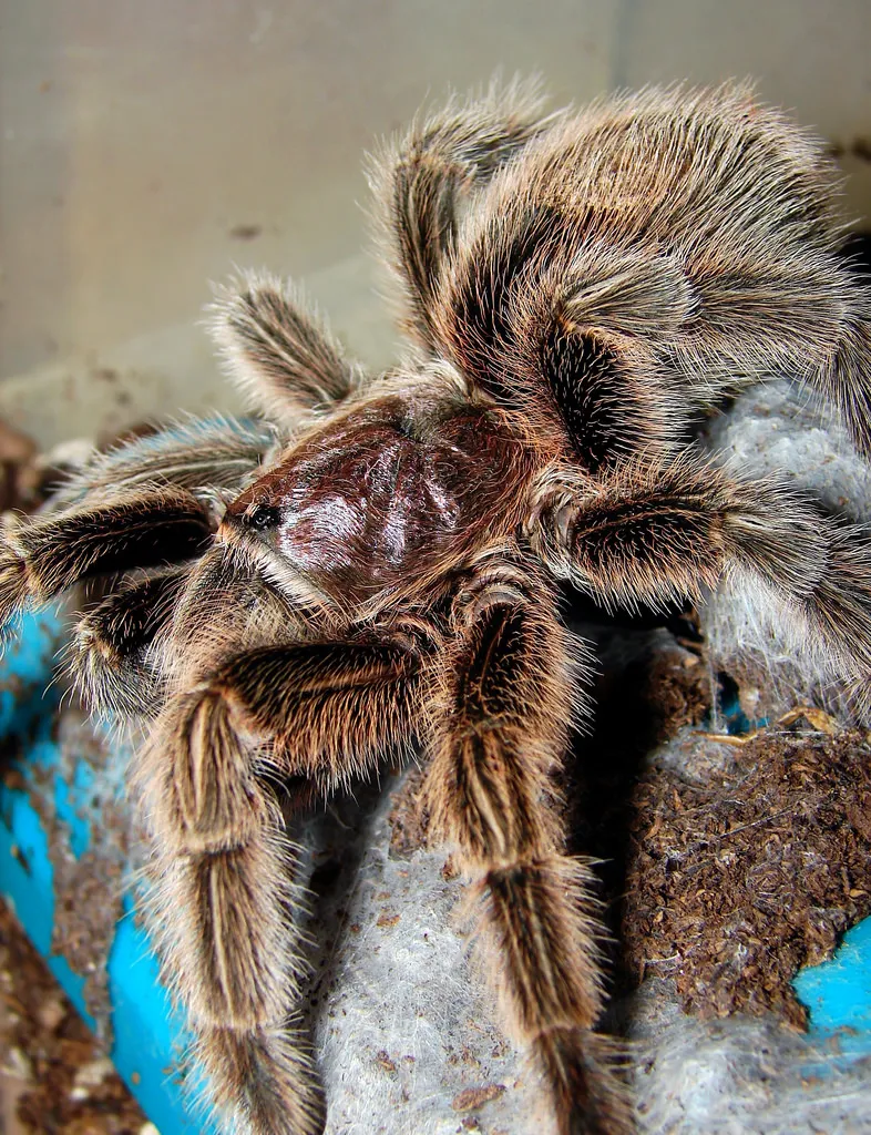 20575 rose hair tarantula feeding