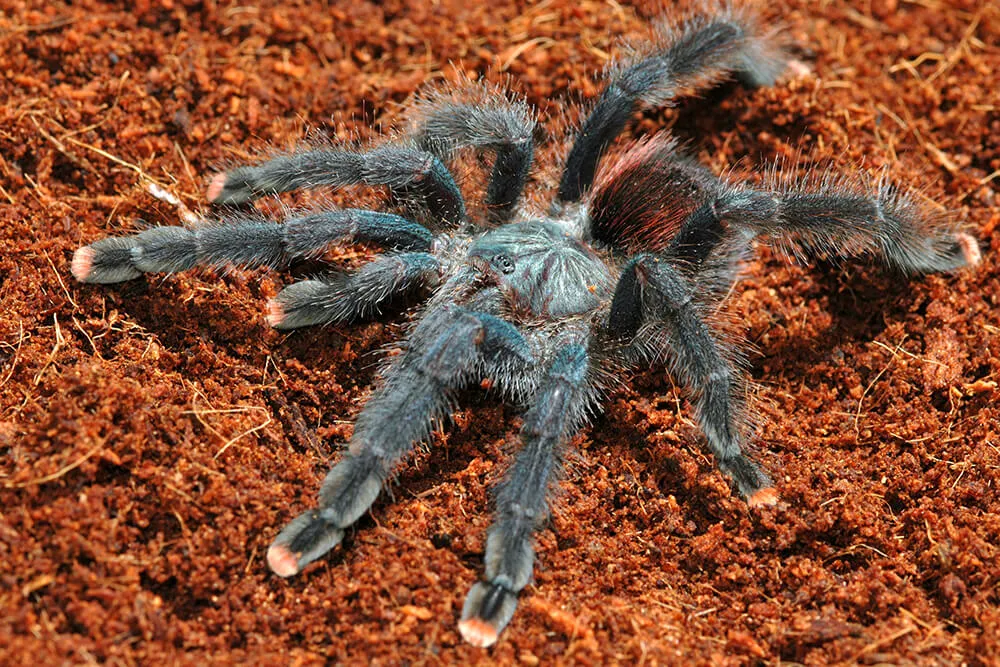 20578 tarantula handling