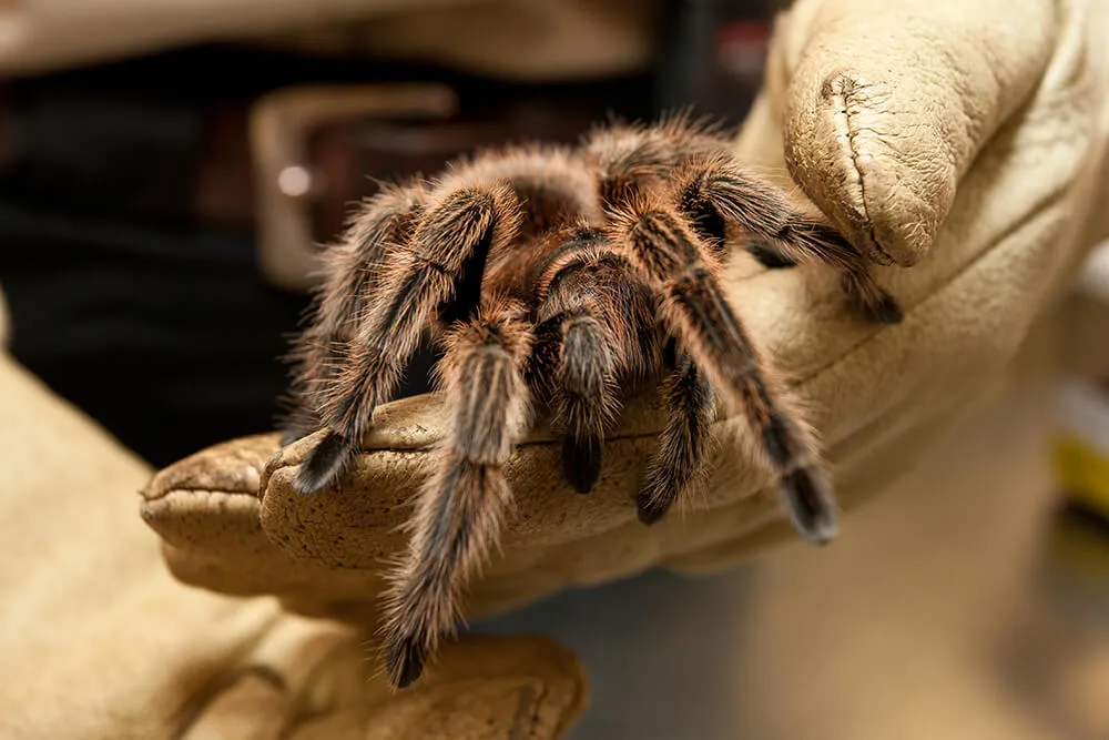 20578 tarantula molting
