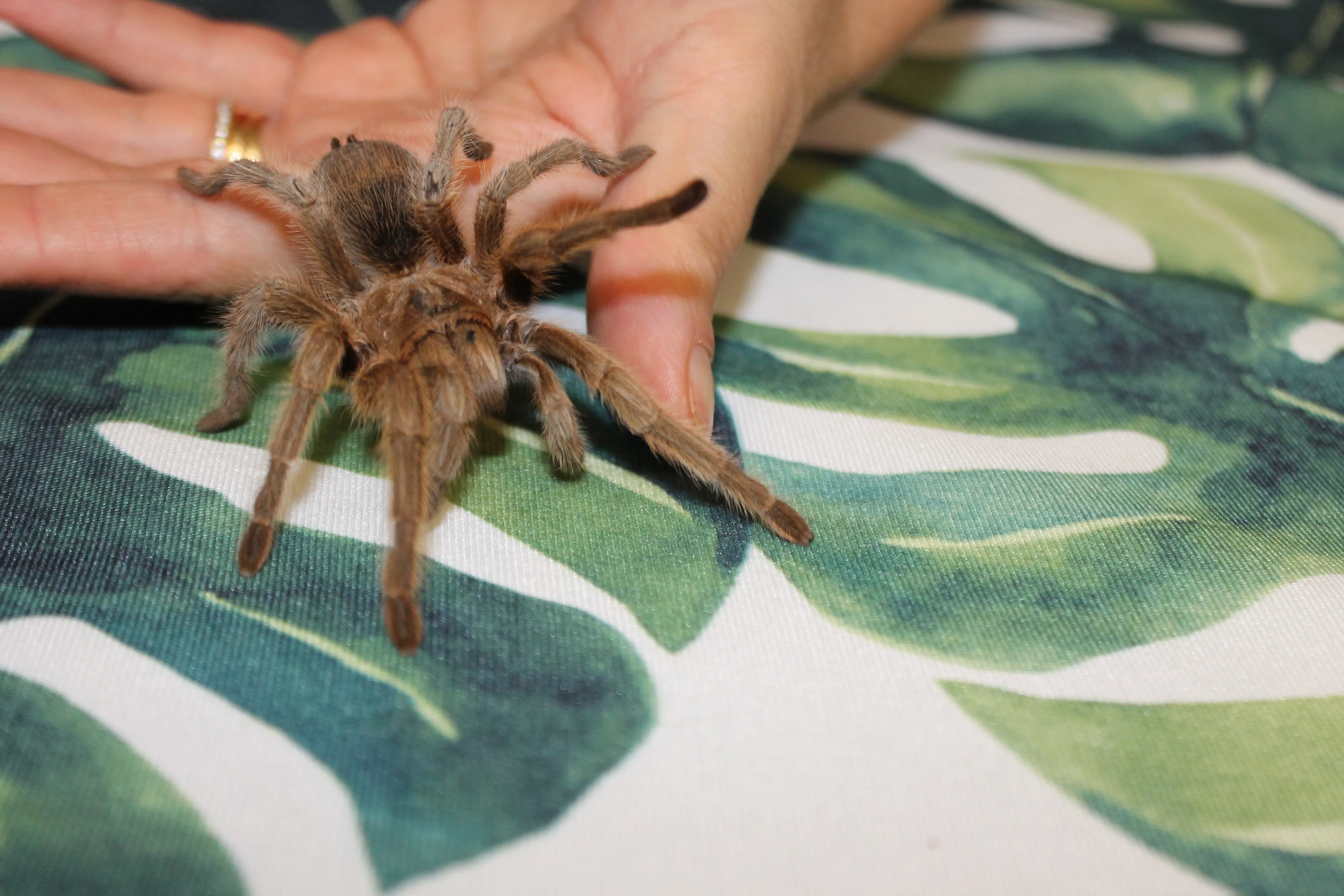 20578 tarantula substrate