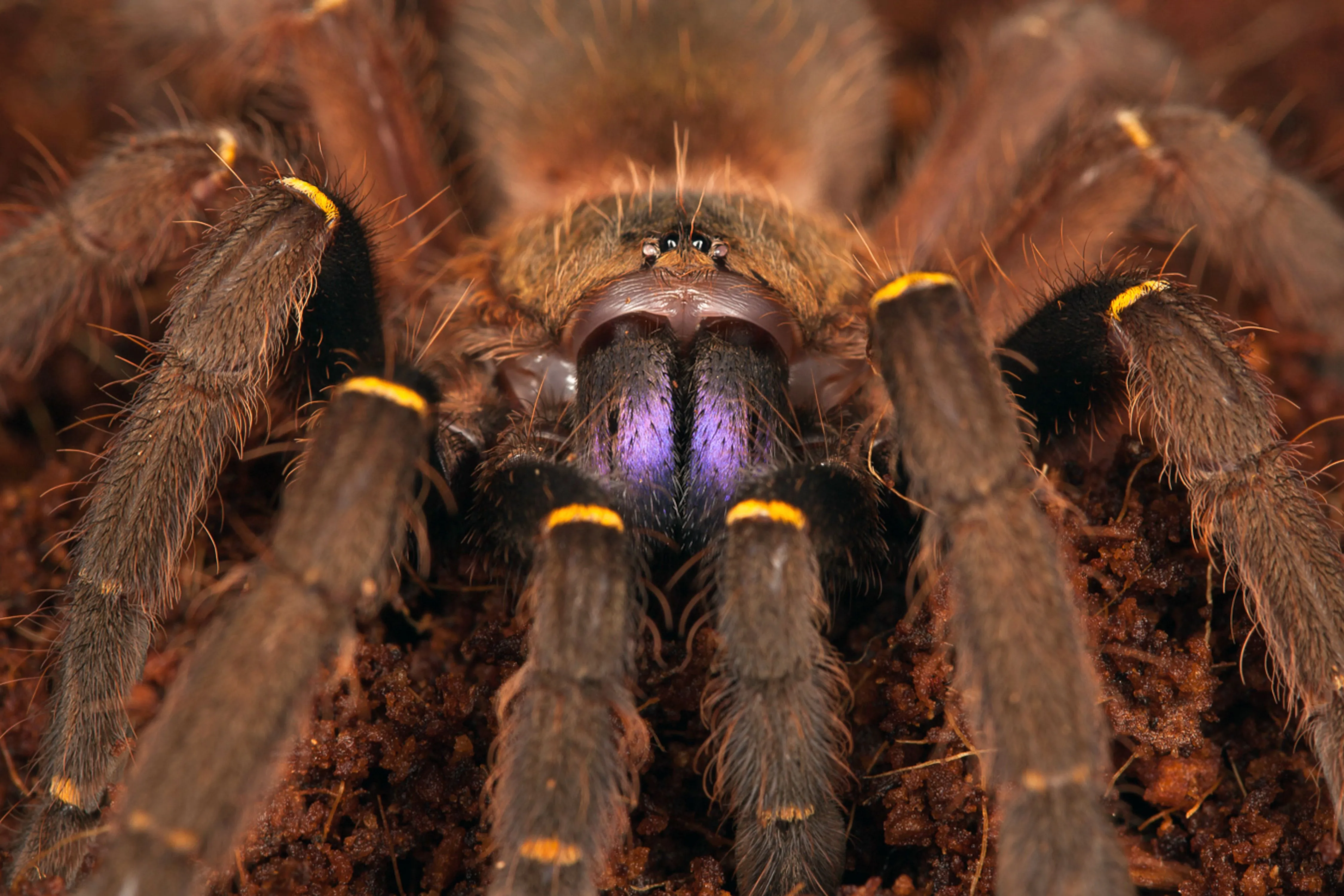 /img/20578-tarantula-types.webp