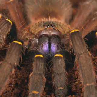 /img/20578-tarantula-types.webp