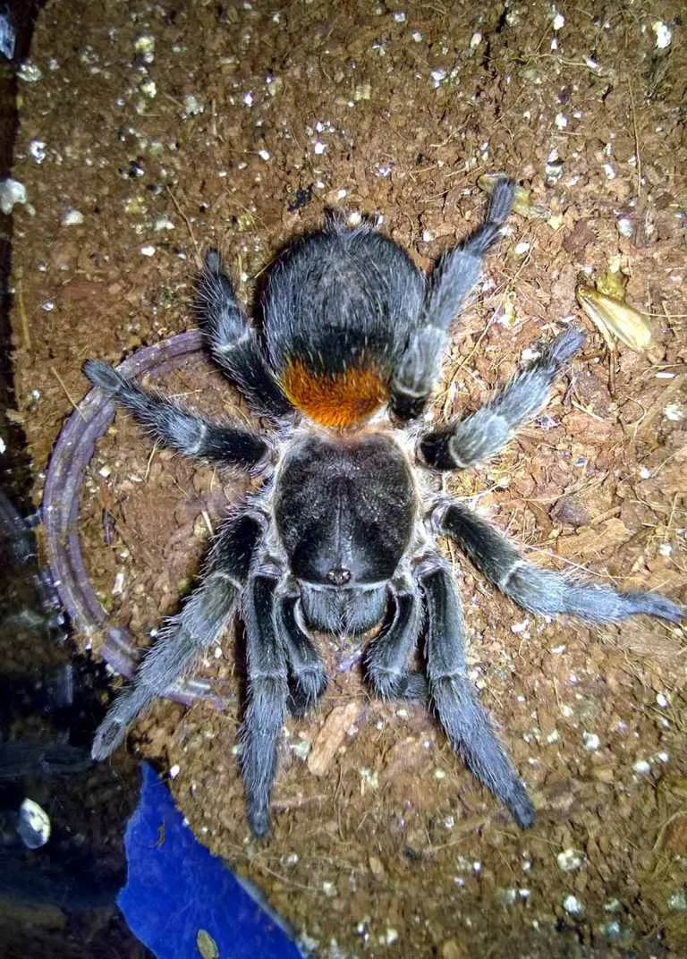 20580 brazilian black tarantula