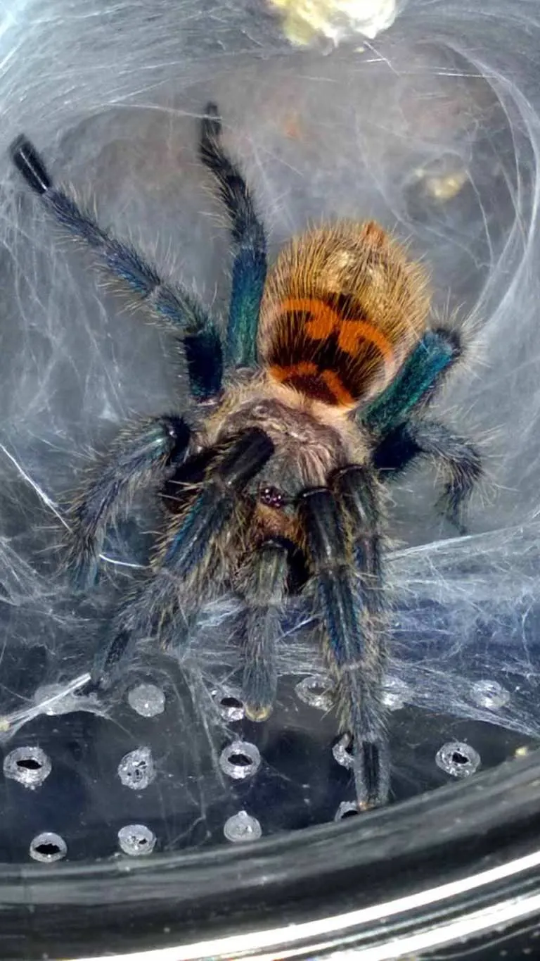 20580 chilean rose hair tarantula