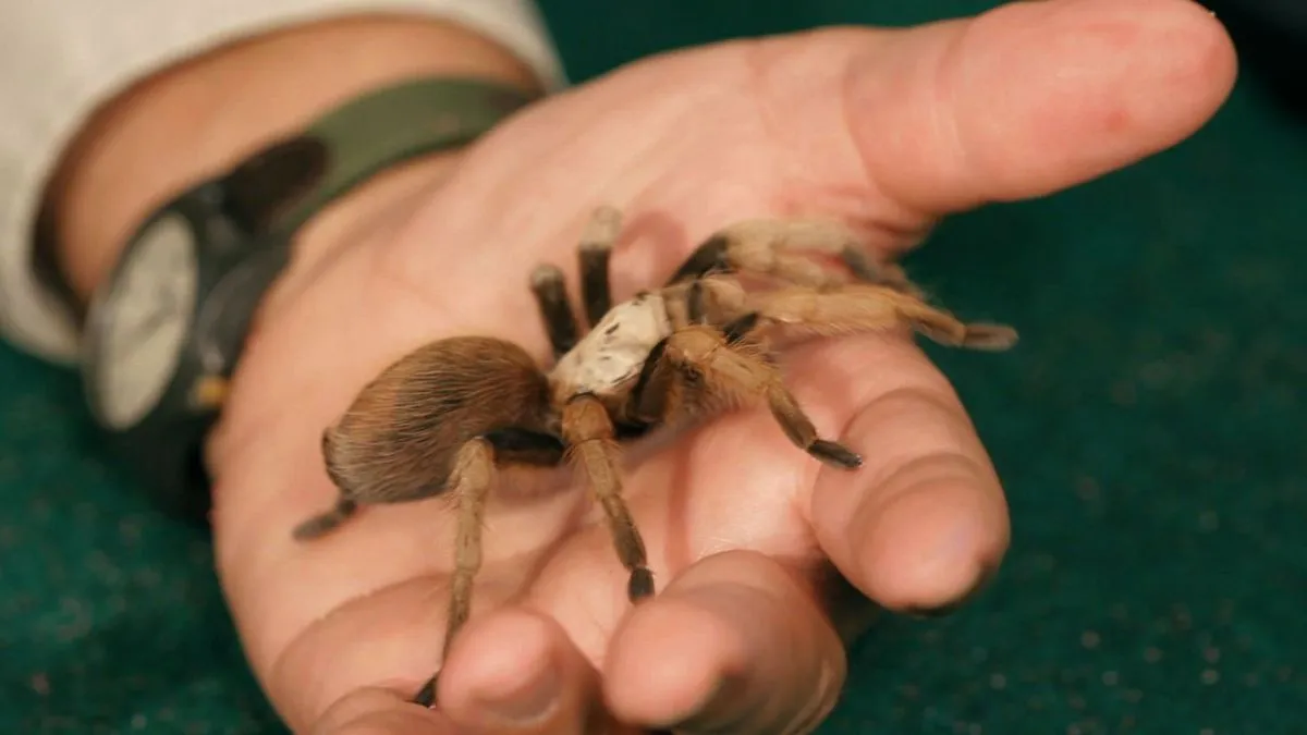20580 curly hair tarantula
