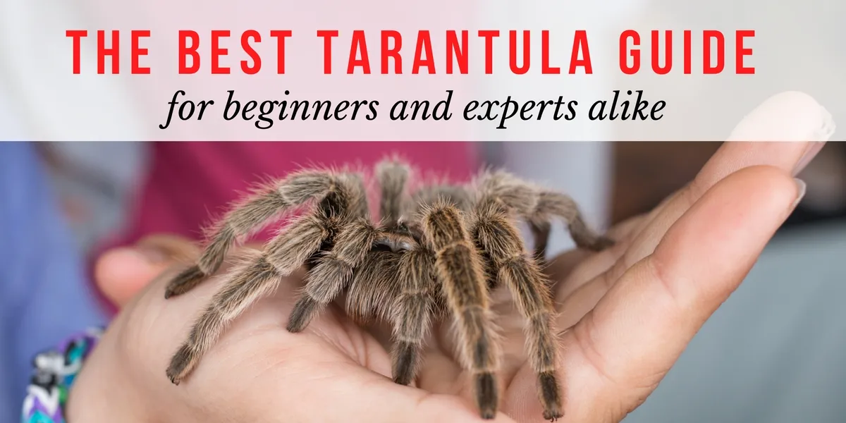 20580 mexican red knee tarantula
