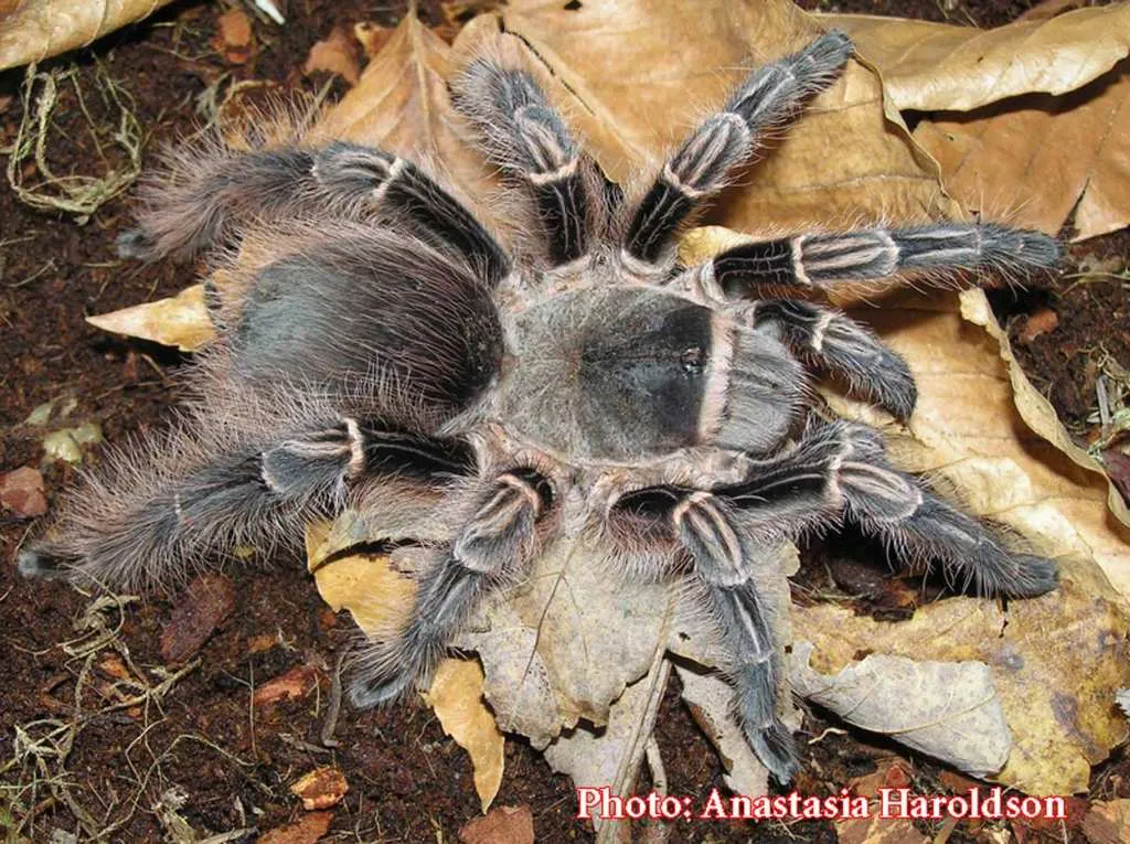 20580 pinktoe tarantula