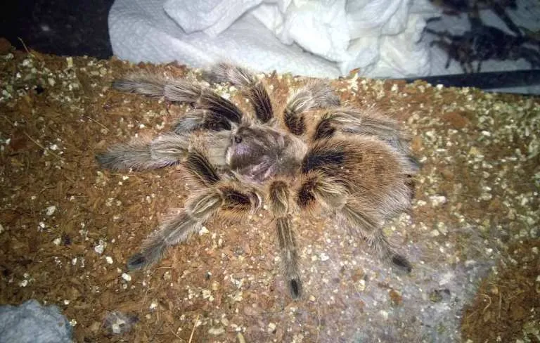 /img/20580-tarantula-enclosure.webp