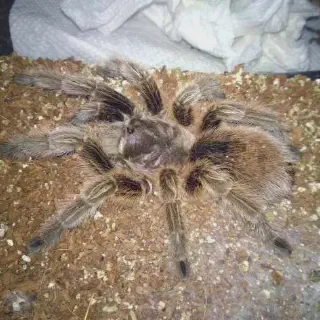 /img/20580-tarantula-enclosure.webp